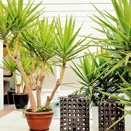 Amber Economy House &