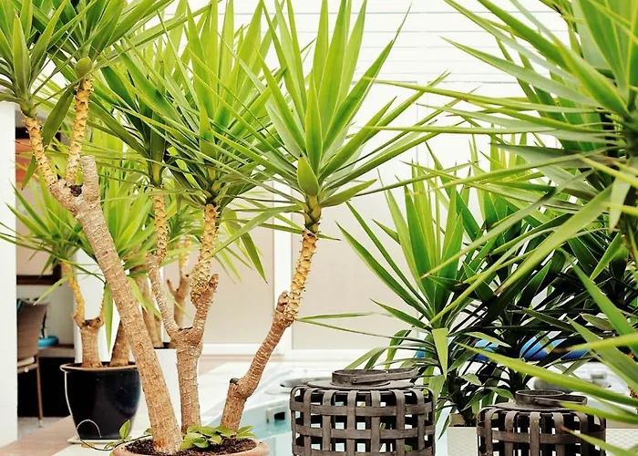 Amber Economy House &